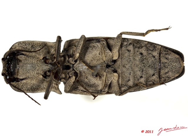 028 Coleoptere 53d (FV) Elateridae 11E5K2IMG_68602wtmk.jpg