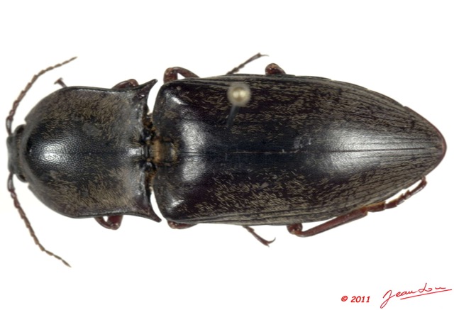 029 Coleoptere 54c (FD) 11E5K2IMG_68640wtmk.jpg