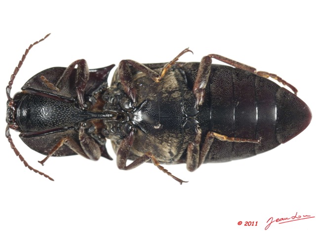 030 Coleoptere 54c (FV) 11E5K2IMG_68642wtmk.jpg