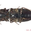 030 Coleoptere 54c (FV) 11E5K2IMG_68642wtmk.jpg
