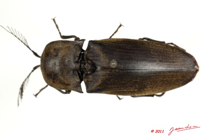 031 Coleoptere 55a (FD) Elateridae 11E5K2IMG_68647wtmk.jpg