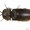 031 Coleoptere 55a (FD) Elateridae 11E5K2IMG_68647wtmk.jpg