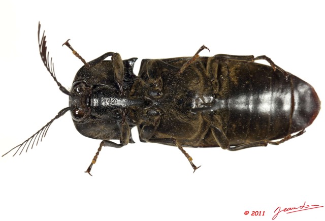 032 Coleoptere 55a (FV) Elateridae 11E5K2IMG_68649wtmk.jpg