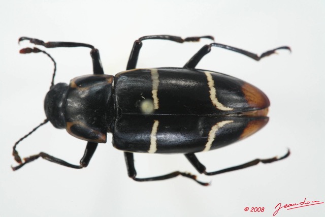 001 Coleoptere (FD) Erotylidae 8EIMG_20532WTMK.JPG