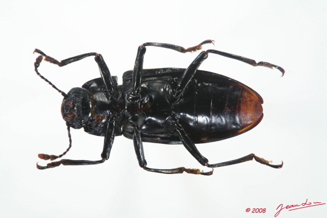 002 Coleoptere (FV) Erotylidae 8EIMG_20535WTMK.JPG