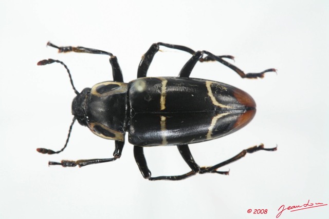 003 Coleoptere (FD) Erotylidae 8EIMG_20539WTMK.JPG