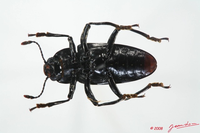 004 Coleoptere (FV) Erotylidae 8EIMG_20542WTMK.JPG