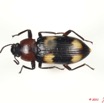 005 Coleoptere 48a (FD) Erotylidae 11E5K2IMG_68535wtmk.jpg
