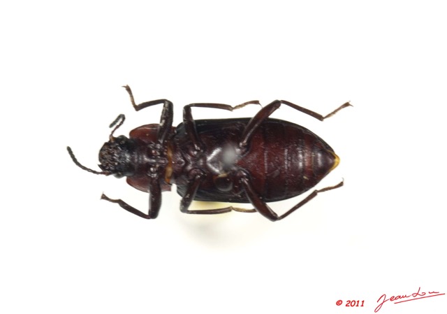 006 Coleoptere 48a (FV) Erotylidae 11E5K2IMG_68536wtmk.jpg