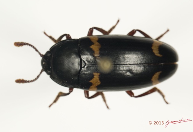 007 Coleoptere 62b (FD) Erytolidae 13E5K3IMG_93189wtmk.jpg