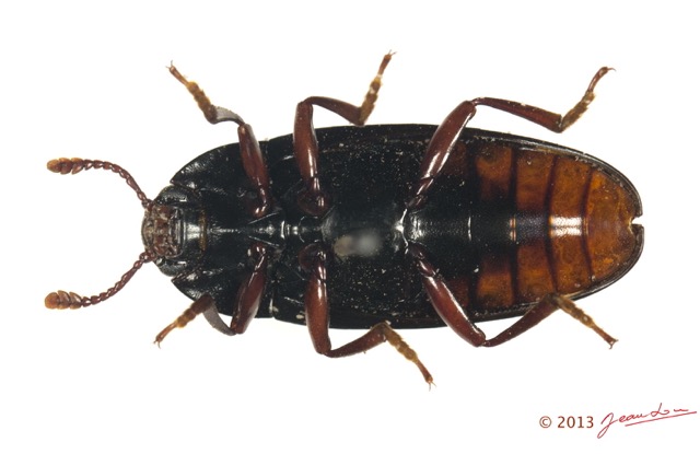 008 Coleoptere 62b (FV) Erytolidae 13E5K3IMG_93193wtmk.jpg