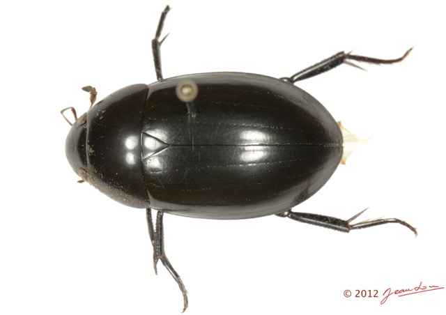 001 Coleoptere 60c (FD) Hydrophilidae 12E5K3IMG_90741wtmk.jpg