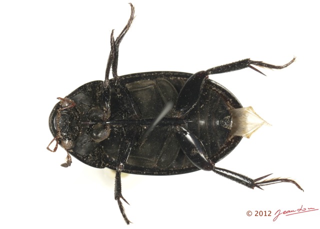 002 Coleoptere 60c (FV) Hydrophilidae 12E5K3IMG_90748wtmk.jpg