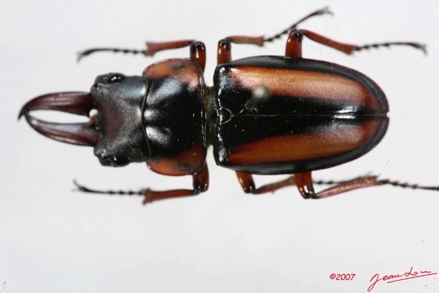001 Coleoptere (FD) Lucanidae Prosopocoilus senegalensis 7IMG_5710WTMK.JPG