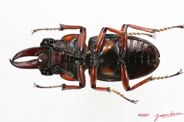 002 Coleoptere (FV) Lucanidae Prosopocoilus senegalensis 7IMG_5716WTMK.JPG