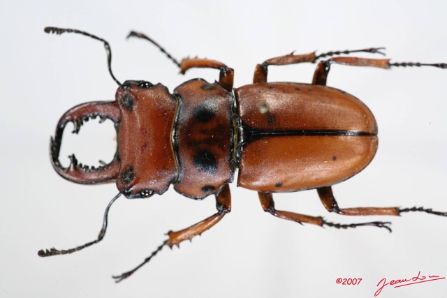 003 Coleoptere (FD) Lucanidae Homoderus mellyi m 7IMG_8568WTMK.JPG