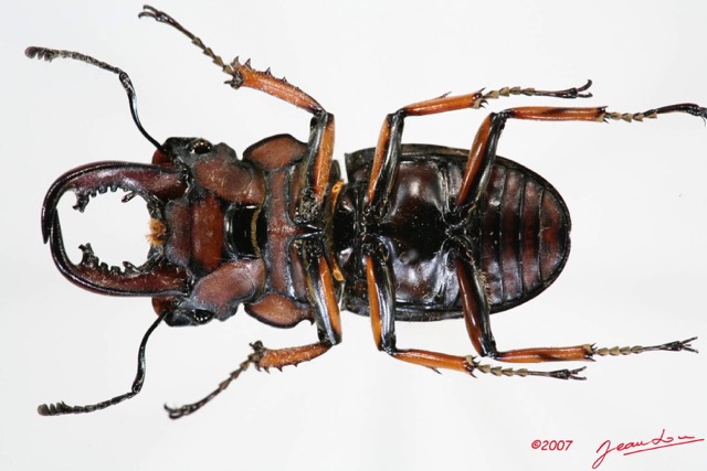 004 Coleoptere (FV) Lucanidae Homoderus mellyi m 7IMG_8569WTMK.JPG