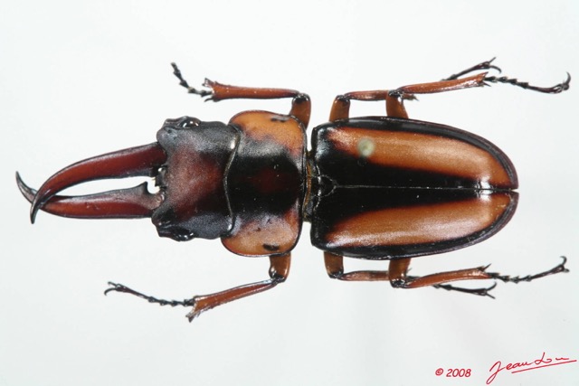 005 Coleoptere (FD) Lucanidae Prosopocoilus savagei m 8EIMG_4099WTMK.JPG