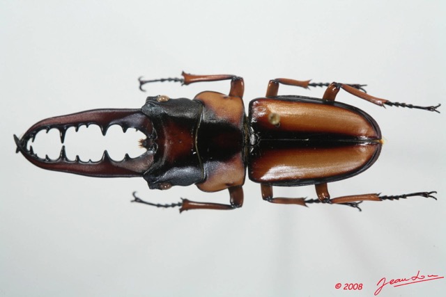 007 Coleoptere (FD) Lucanidae Prosopocoilus savagei m 8EIMG_4175WTMK.JPG