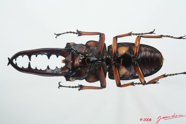 008 Coleoptere (FV) Lucanidae Prosopocoilus savagei m 8EIMG_4179WTMK.JPG