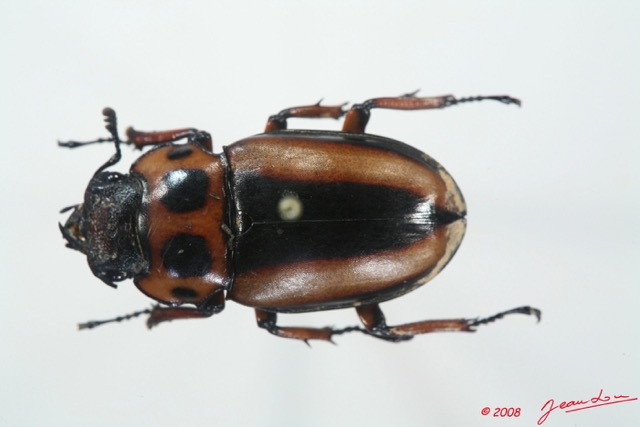 009 Coleoptere (FD) Lucanidae Homoderus mellyi f 8EIMG_15678WTMK.jpg