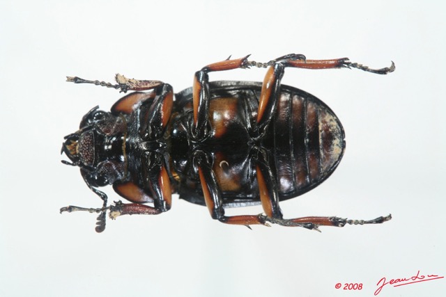 010 Coleoptere (FV) Lucanidae Homoderus mellyi f 8EIMG_15680WTMK.jpg