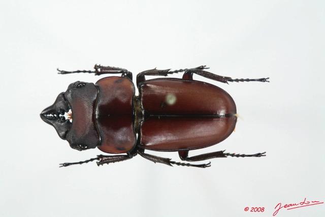 011 Coleoptere (FD) Lucanidae 8EIMG_20555WTMK.JPG