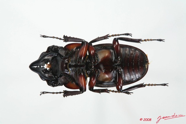 012 Coleoptere (FV) Lucanidae 8EIMG_20559WTMK.JPG