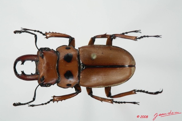 013 Coleoptere (FD) Lucanidae Homoderus mellyi m 8EIMG_20569WTMK.JPG