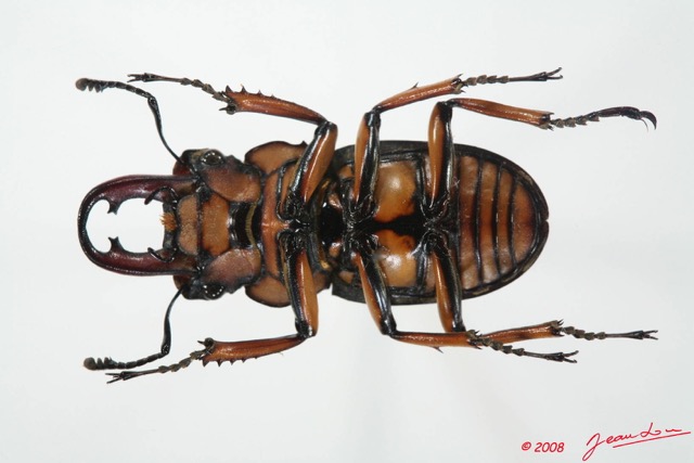 014 Coleoptere (FV) Lucanidae Homoderus mellyi m 8EIMG_20572WTMK.JPG