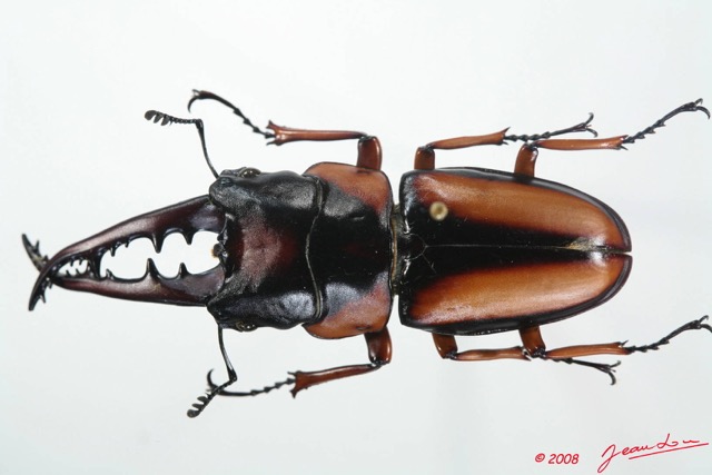 015 Coleoptere (FD) Lucanidae Prosopocoilus savagei m 8EIMG_20669WTMK.JPG