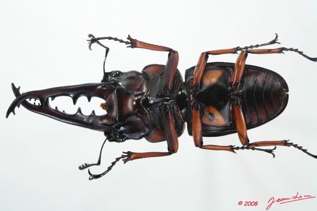 016 Coleoptere (FV) Lucanidae Prosopocoilus savagei m 8EIMG_20673WTMK.JPG