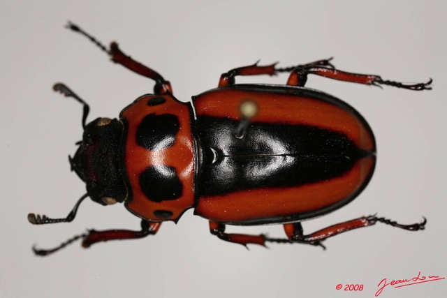 017 Coleoptere (FD) Lucanidae Homoderus mellyi f 8EIMG_24439WTMK.JPG