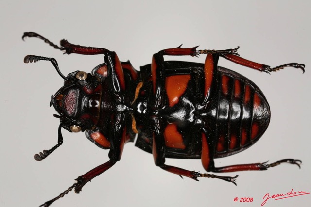 018 Coleoptere (FV) Lucanidae Homoderus mellyi f 8EIMG_24441WTMK.JPG