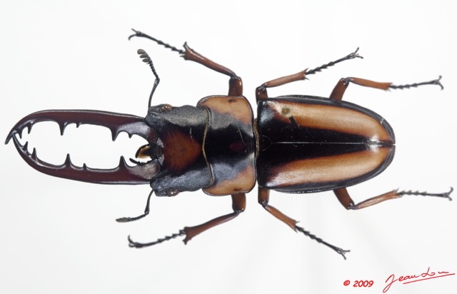 019 Coleoptere 34d (FD) Lucanidae m 9E5K2IMG_54321wtmk.jpg