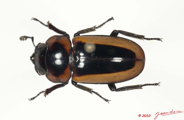 021 Coleoptere 42b (FD) Lucanidae Homoderus mellyi f 10E5K2IMG_64218wtmk.jpg