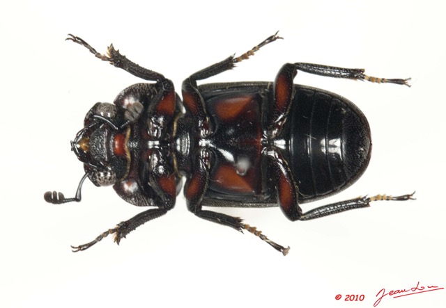 022 Coleoptere 42b (FV) Lucanidae Homoderus mellyi f 10E5K2IMG_64219wtmk.jpg