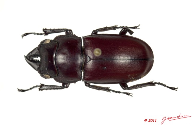 023 Coleoptere 46b (FD) Lucanidae 11E5K2IMG_66262wtmk.jpg