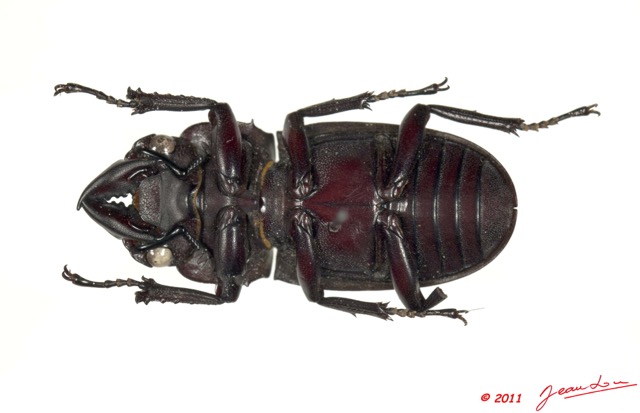 024 Coleoptere 46b (FV) Lucanidae 11E5K2IMG_66264wtmk.jpg