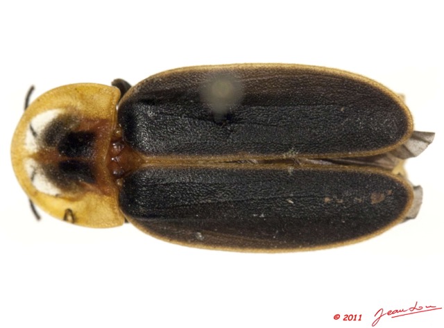 001 Coleoptere 50a (FD) Lycidae 11E5K2IMG_68559wtmk.jpg