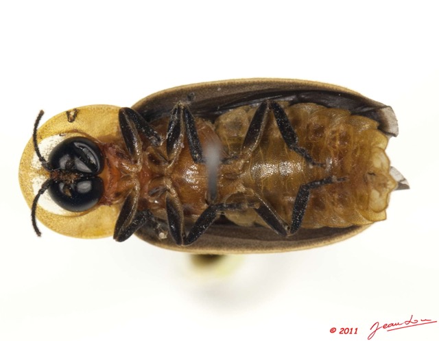 002 Coleoptere 50a (FV) Lycidae 11E5K2IMG_68560wtmk.jpg