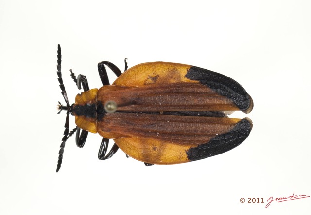 003 Coleoptere 56c (FD) Lycidae Lycus sp 11E5K2IMG_72811wtmk.jpg