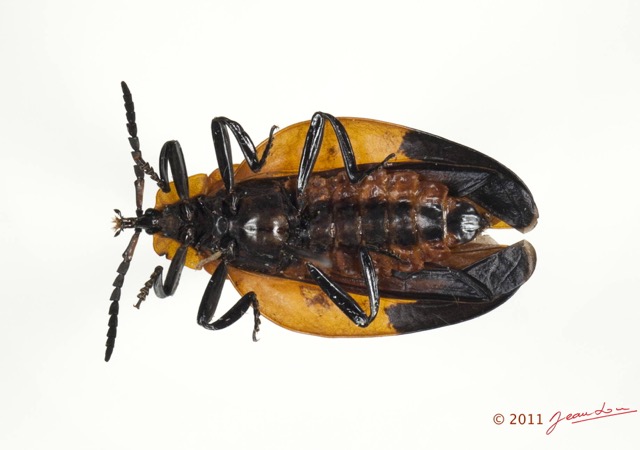 004 Coleoptere 56c (FV) Lycidae Lycus sp 11E5K2IMG_72812wtmk.jpg