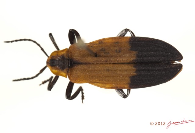 005 Coleoptere 57a (FD) Lycidae 12E5K2IMG_73830wtmk.jpg