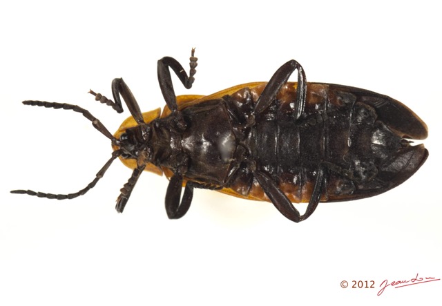 006 Coleoptere 57a (FV) Lycidae 12E5K2IMG_73831wtmk.jpg