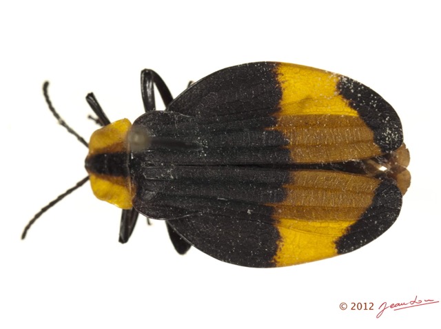 007 Coleoptere 57b (FD) Lycidae 12E5K2IMG_73835wtmk.jpg