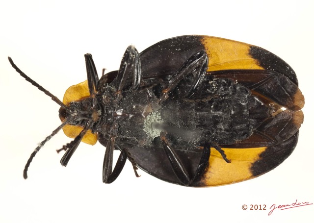 008 Coleoptere 57b (FV) Lycidae 12E5K2IMG_73837wtmk.jpg