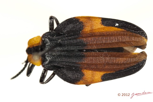 009 Coleoptere 57c (FD) Lycidae 12E5K2IMG_73838wtmk.jpg