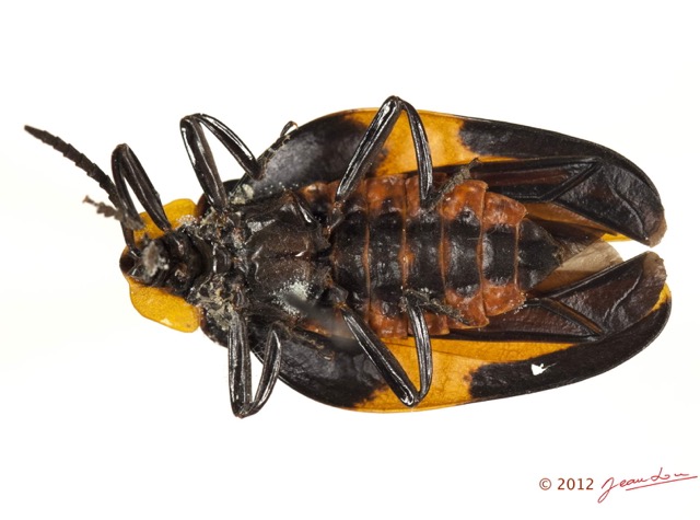 010 Coleoptere 57c (FV) Lycidae 12E5K2IMG_73839wtmk.jpg