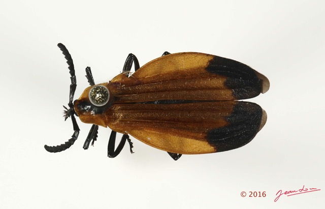 021 Coleoptera 66d (FD) Lycidae 16E5K3IMG_118860PdCawtmk.jpg